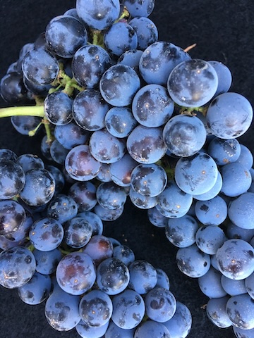 Grapes on Grapevine